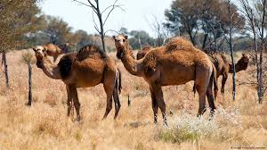 Feral camels of Australia