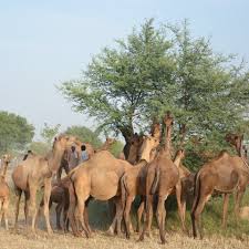 The Camels love Tree Vegetation