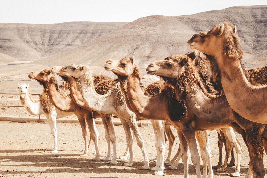 Camel in European Countries – Camel4ALL