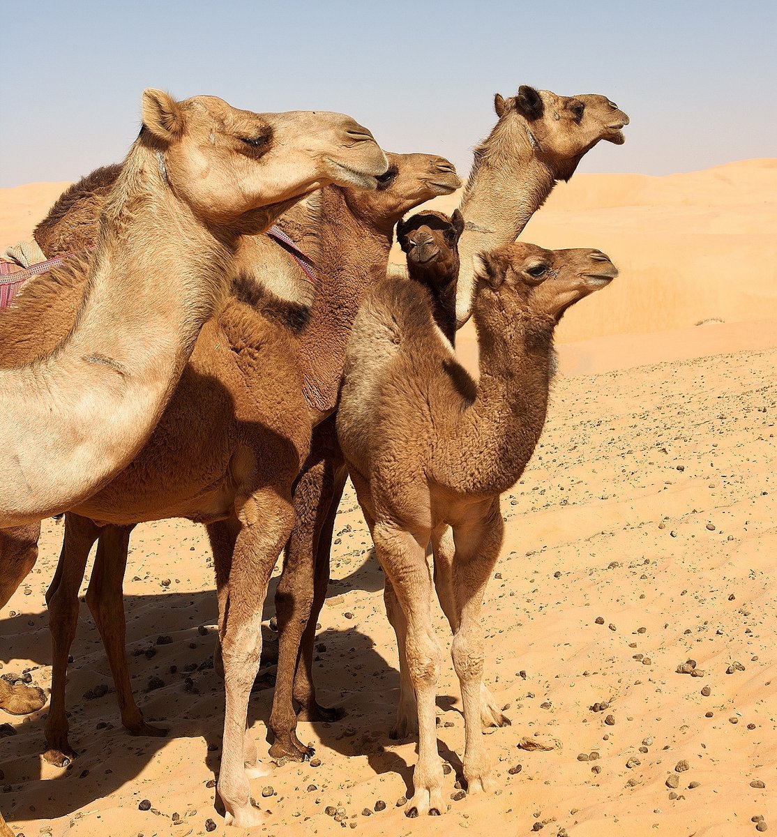 Beauty of the camels