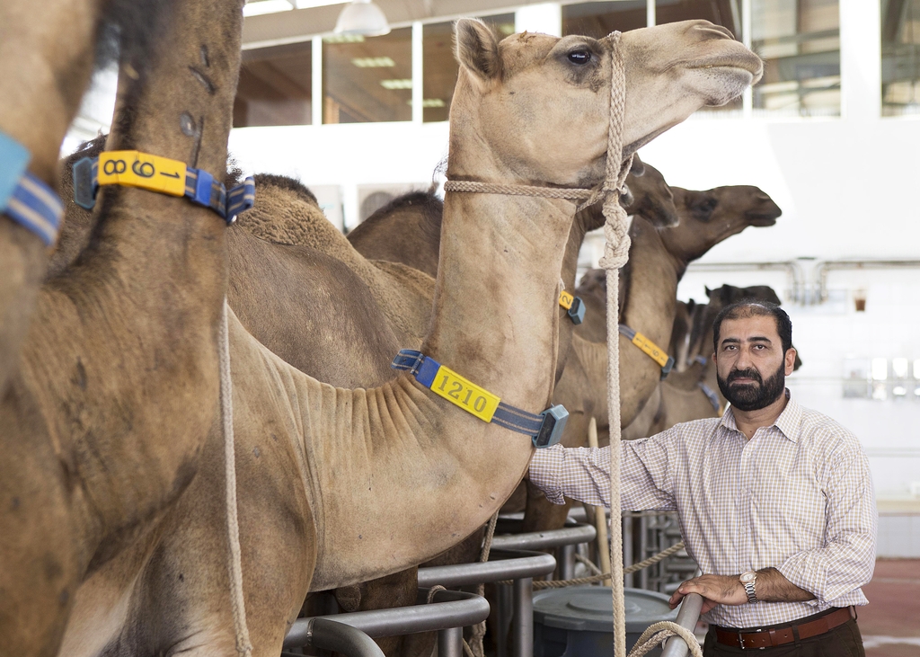 Dr. Raziq with the Dairy Camels