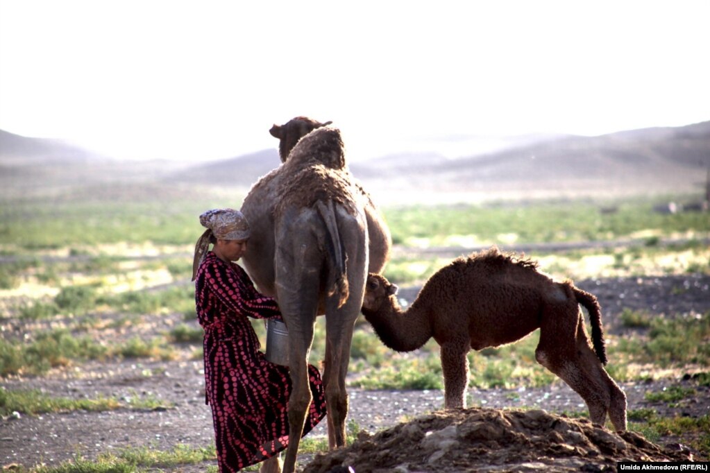 Arvana dairy camel in Uzbekistan