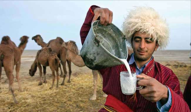 Camel milk is the most important option hope for the future of camel, food security and nature