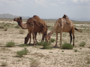 Camels grazing on salts' bushes in Kakar Khurasan
