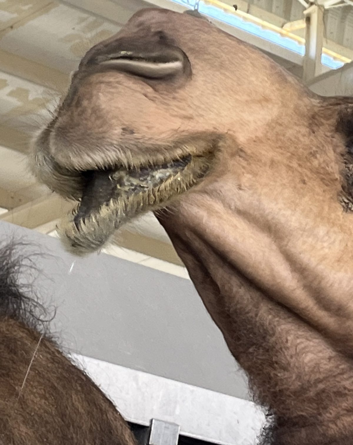 Camels have many types of faces and looking very different from eachother