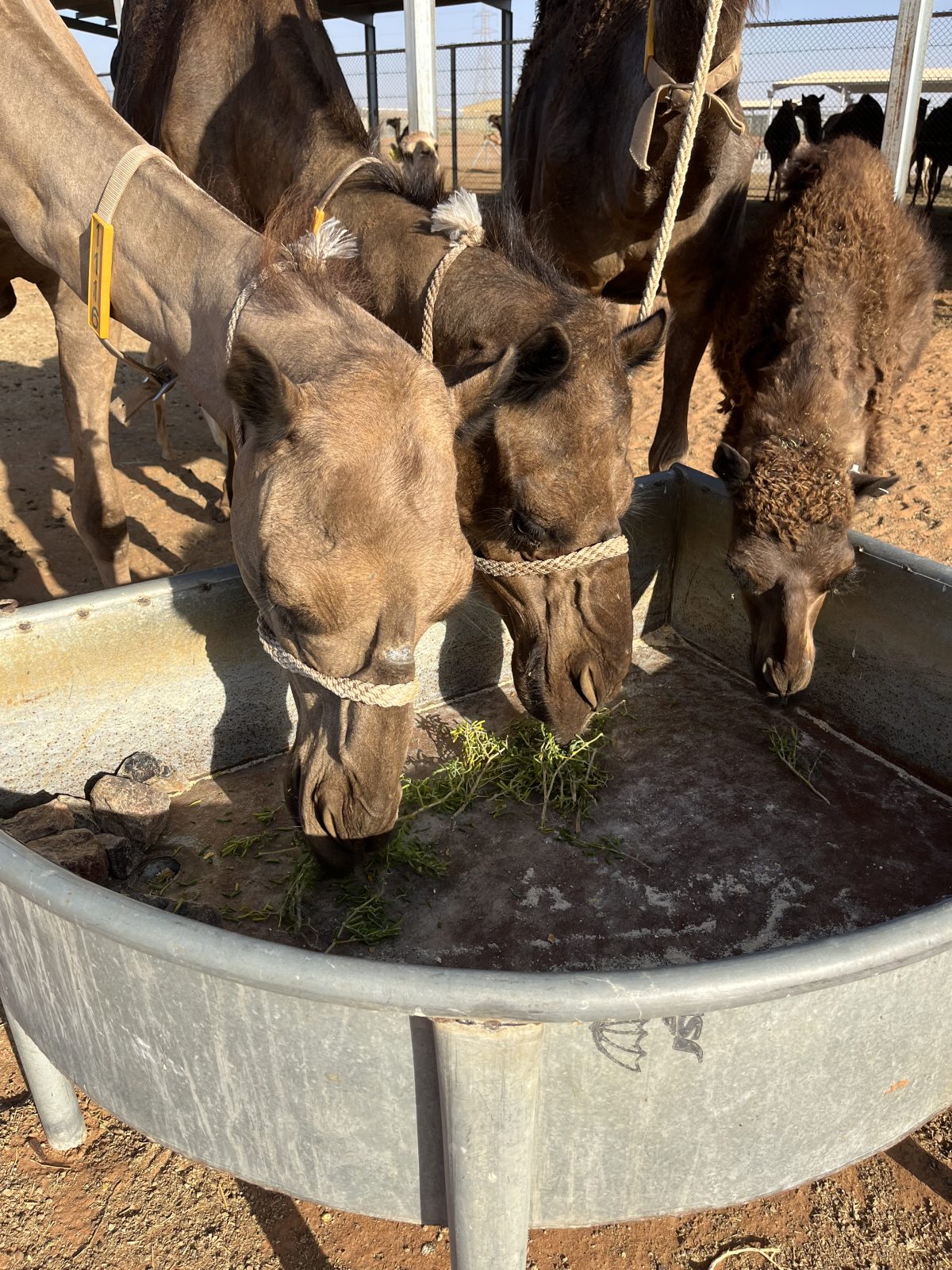 Camels separated are eating native herb for better wellness