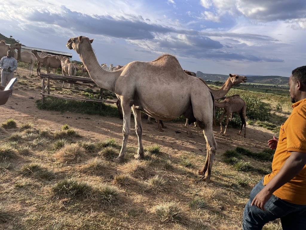 A Hur lactating camel in Jigjiga region of Ethiopia