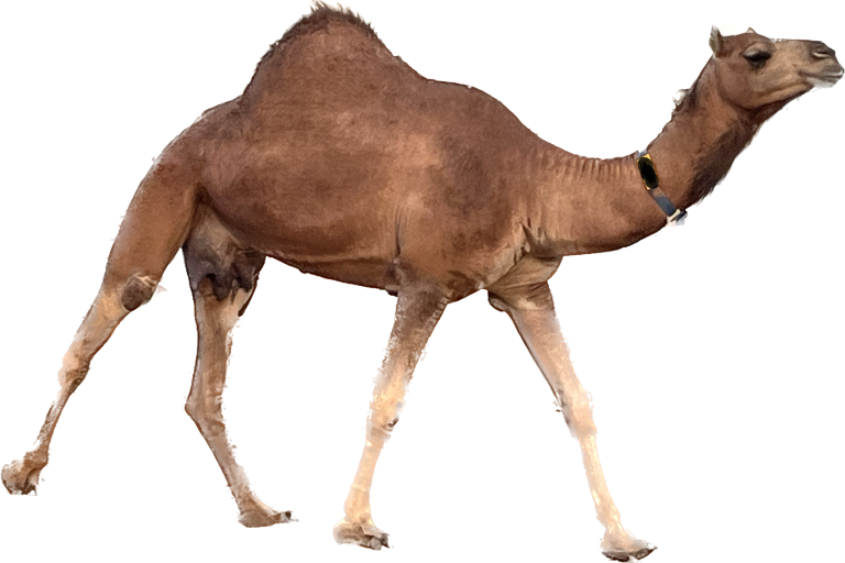 A dairy camel with clear dairy traits