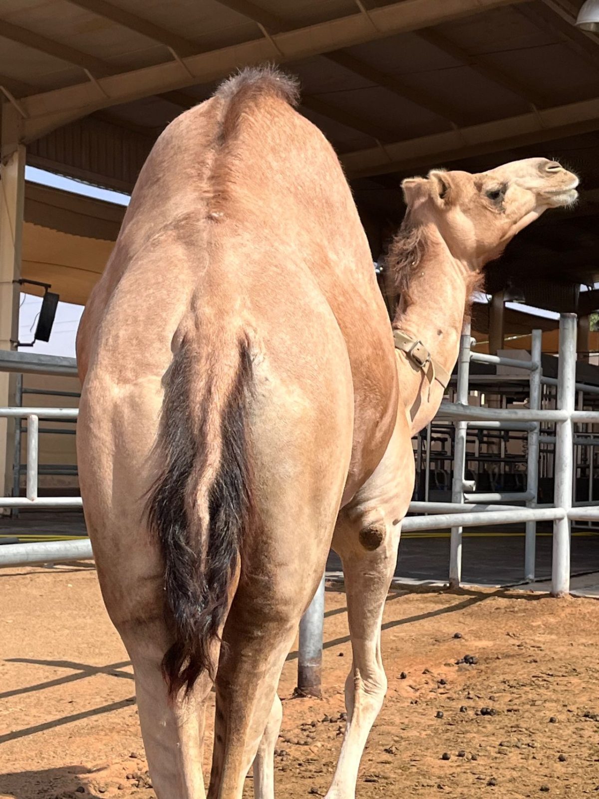 Obesity is one of the challenges in the camel dairying