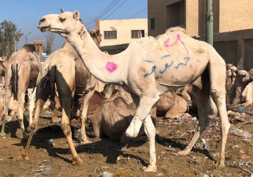 The camels are badly treated during transportation in the trade centres.