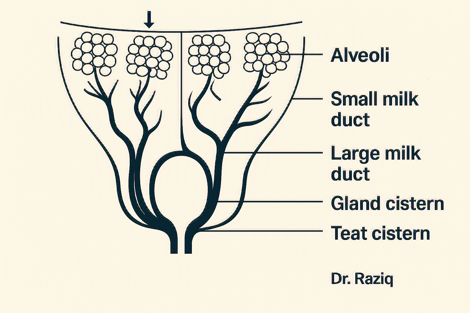 The internal structure of the camel udder