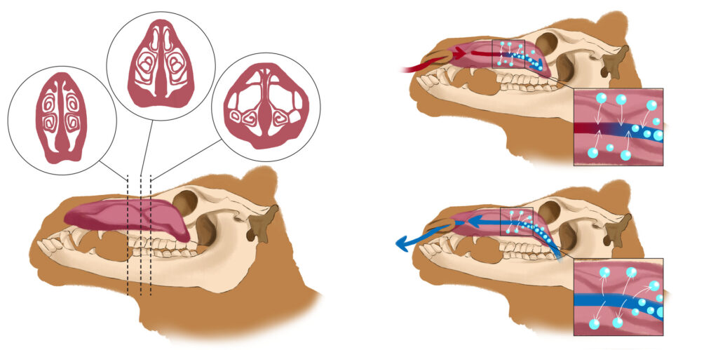 Nasal Turbinates System of the Camels