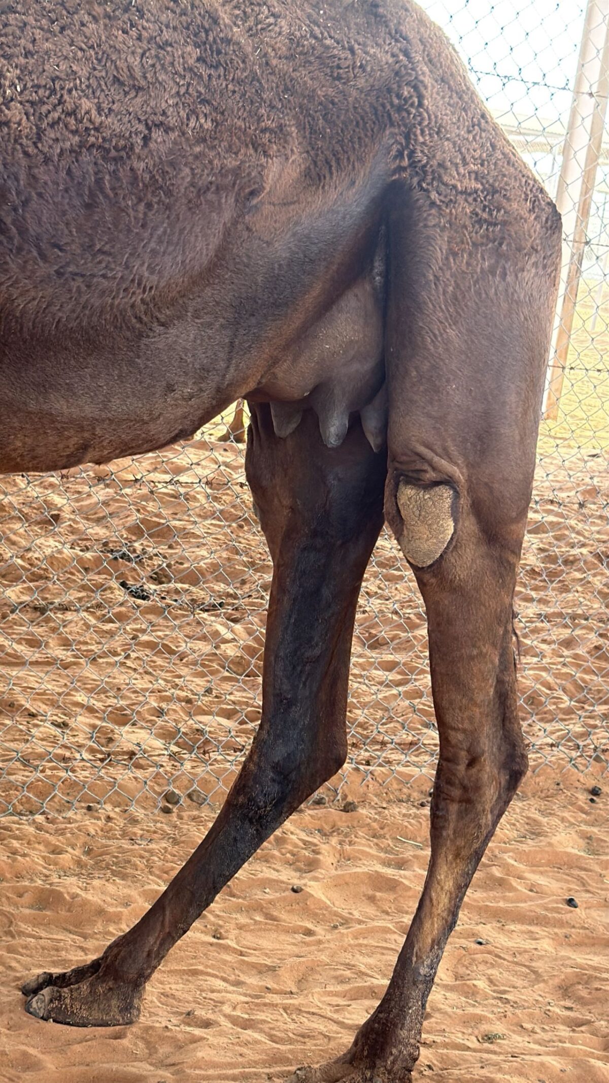 Strange and interesting fact. A virgin Bakra (camel heifer) developed induced lactation (galactopoiesis) without pregnancy.
